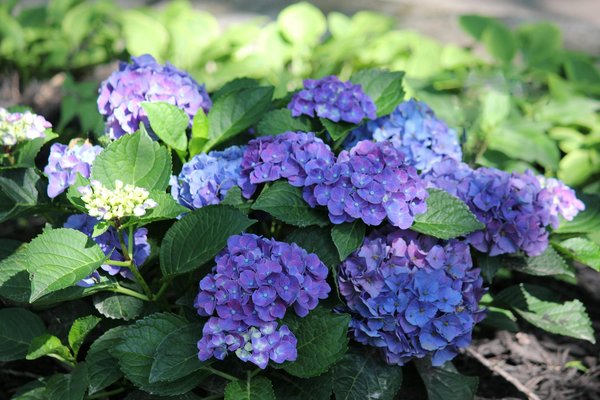 Wie kÃ¶nnen intelligente GerÃ¤te den Alltag erleichtern?